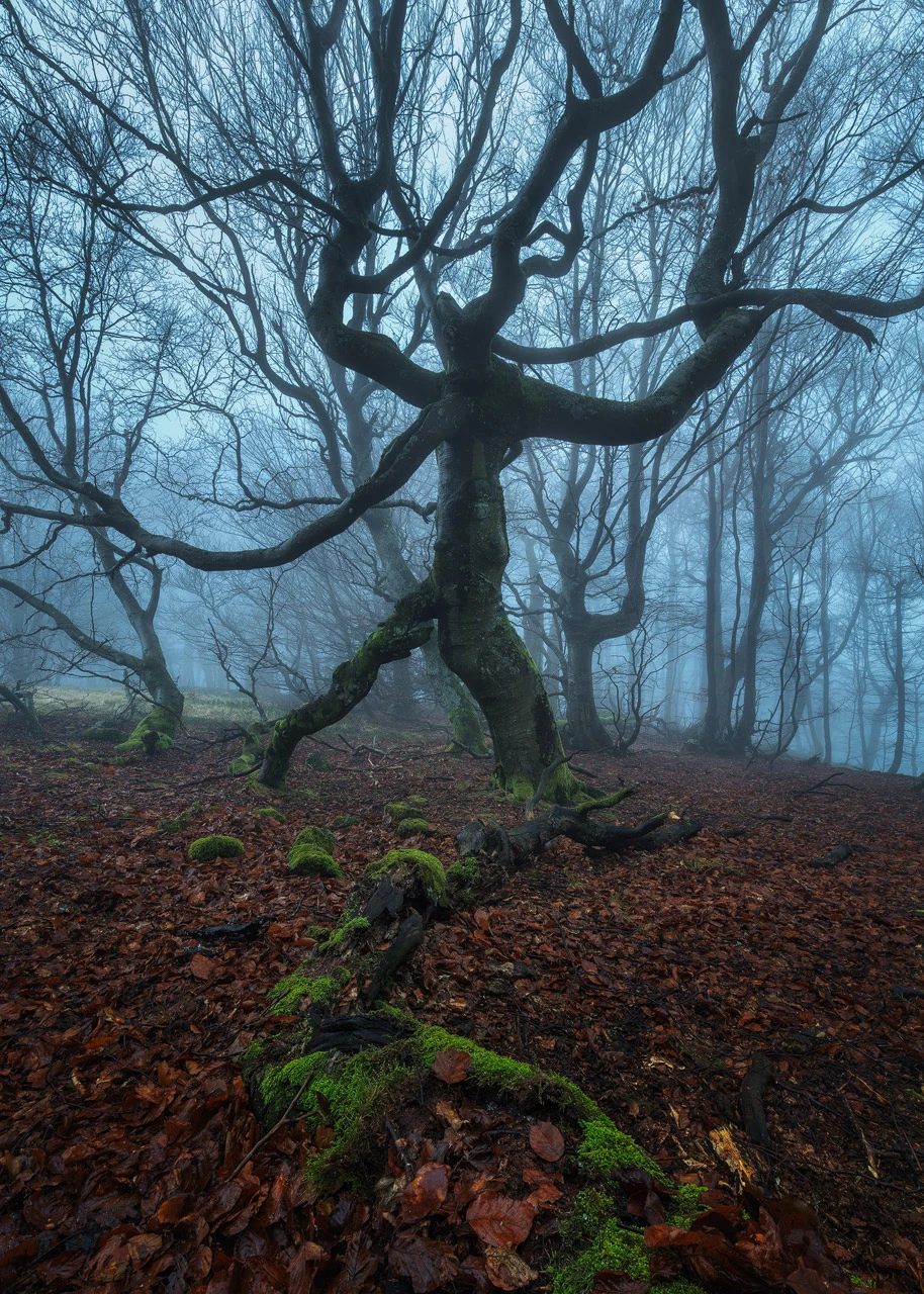 Treebeard
