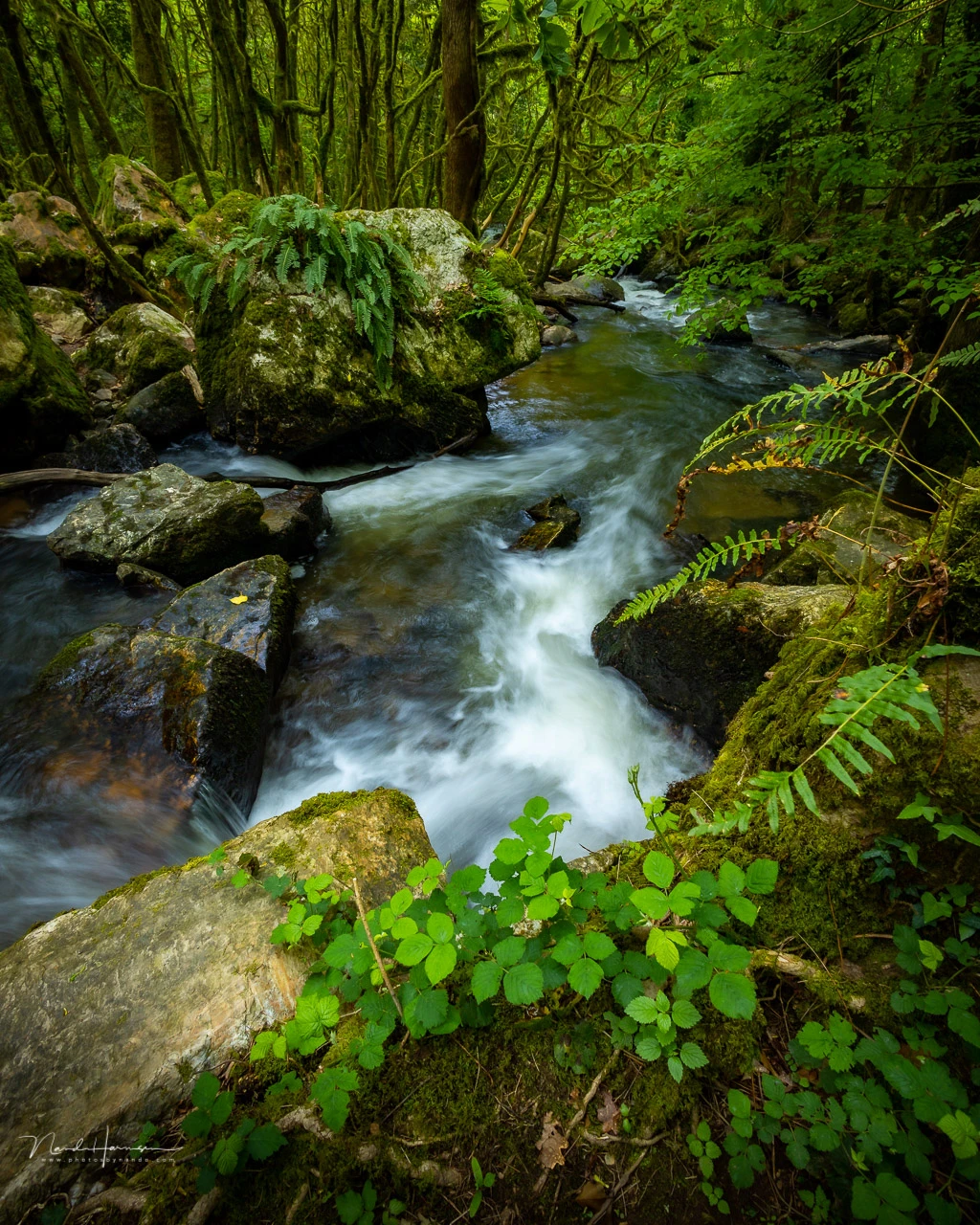 It took half an hour climbing down on a steep hiking trail to find this river. It was worth it. Shot with the RF 16mm lens