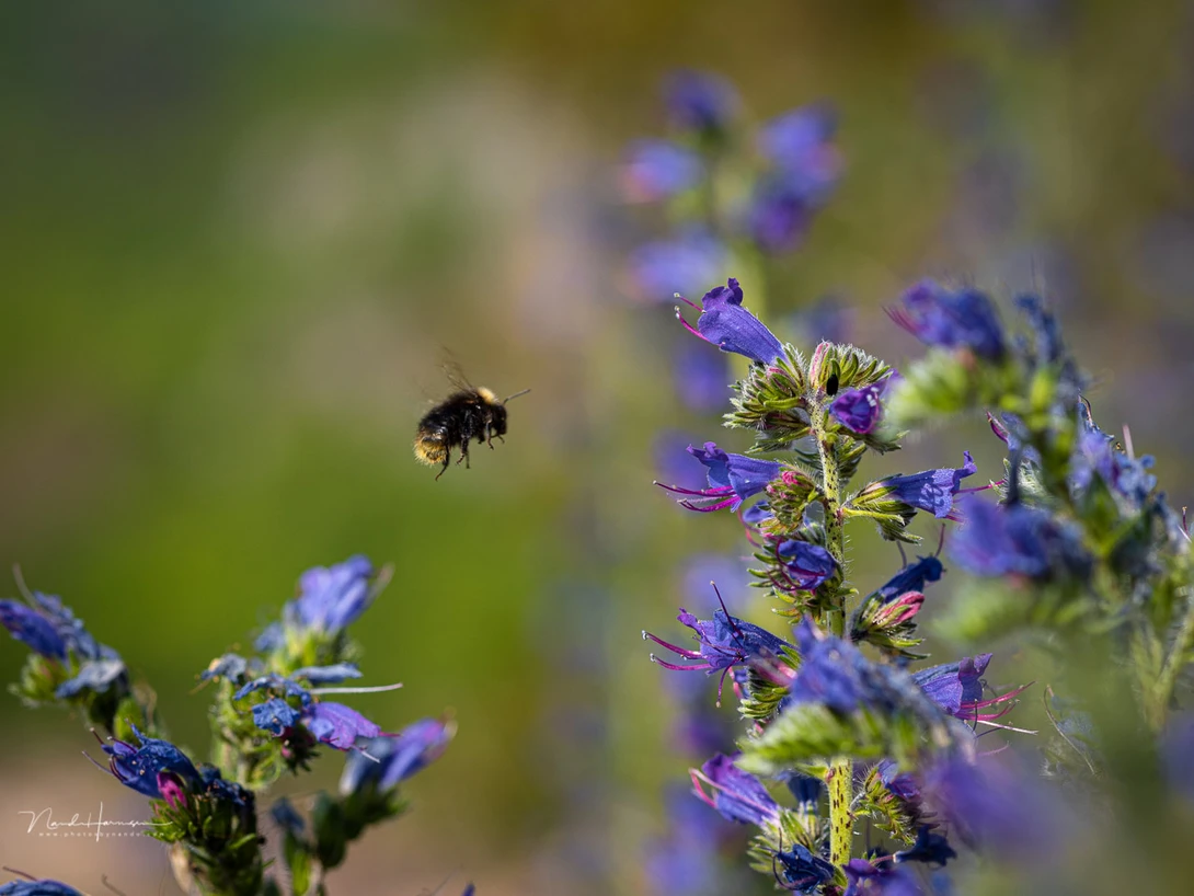 The macro capabilities of the RF 35mm and RF 85mm are very convenient. I took this one with the RF 85mm lens.
