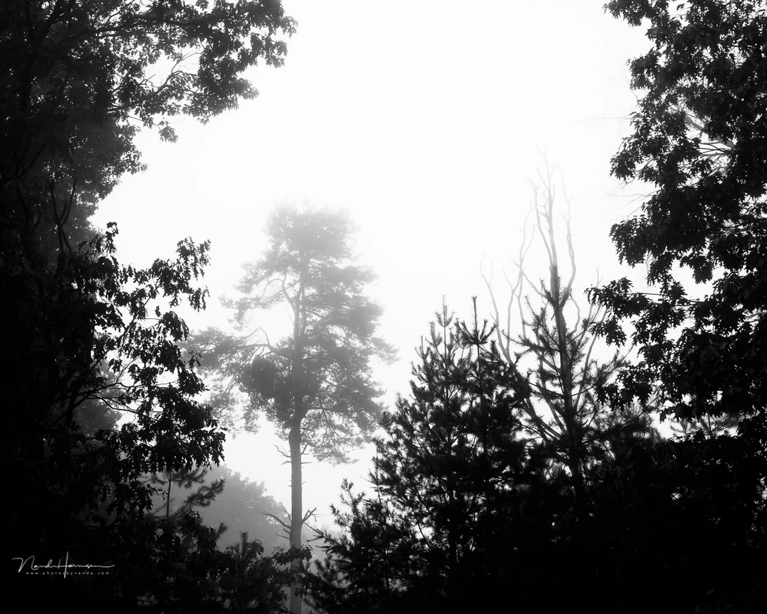 Another example of how an overcast sky can make an interesting black and white landscape photo.