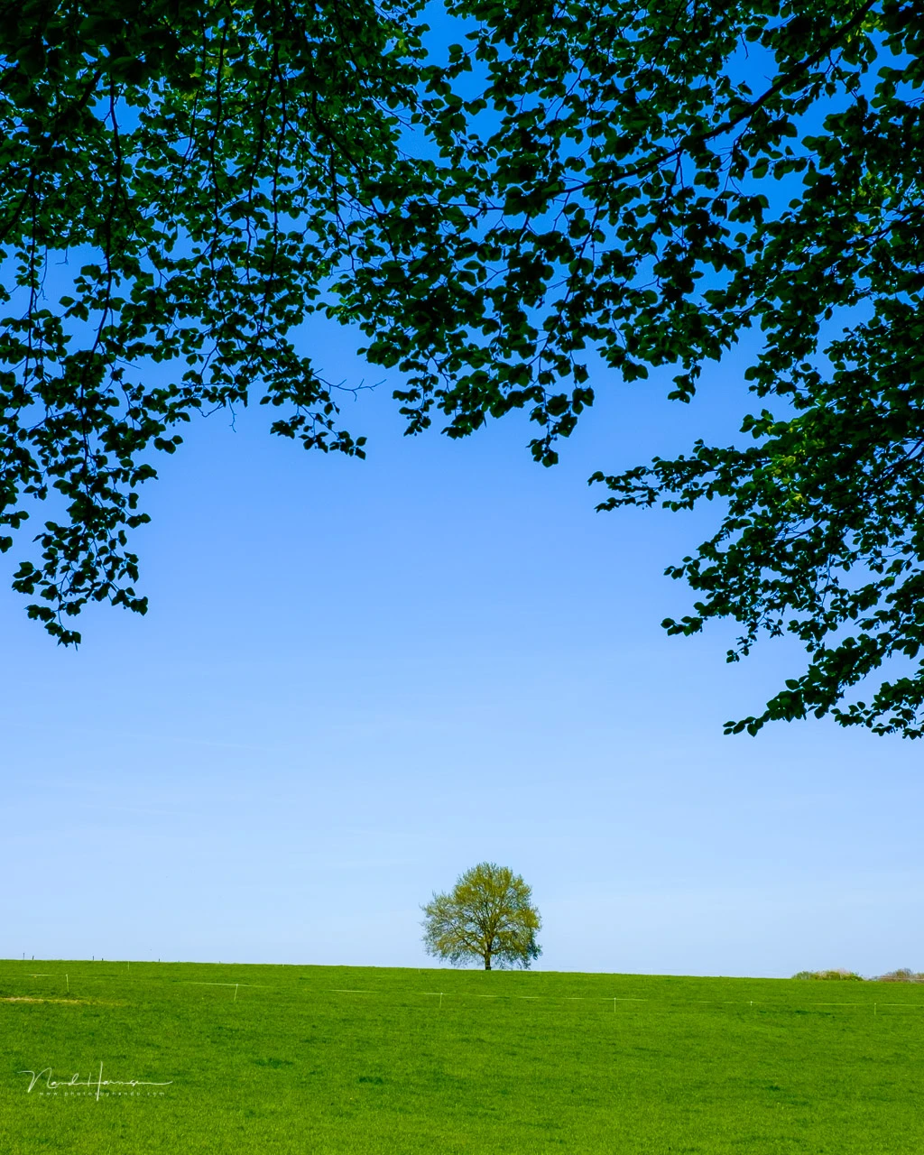 I deliberately added a lot of the boring sky in this composition. I used the blue plane in the photo to show the leaves from a tree.