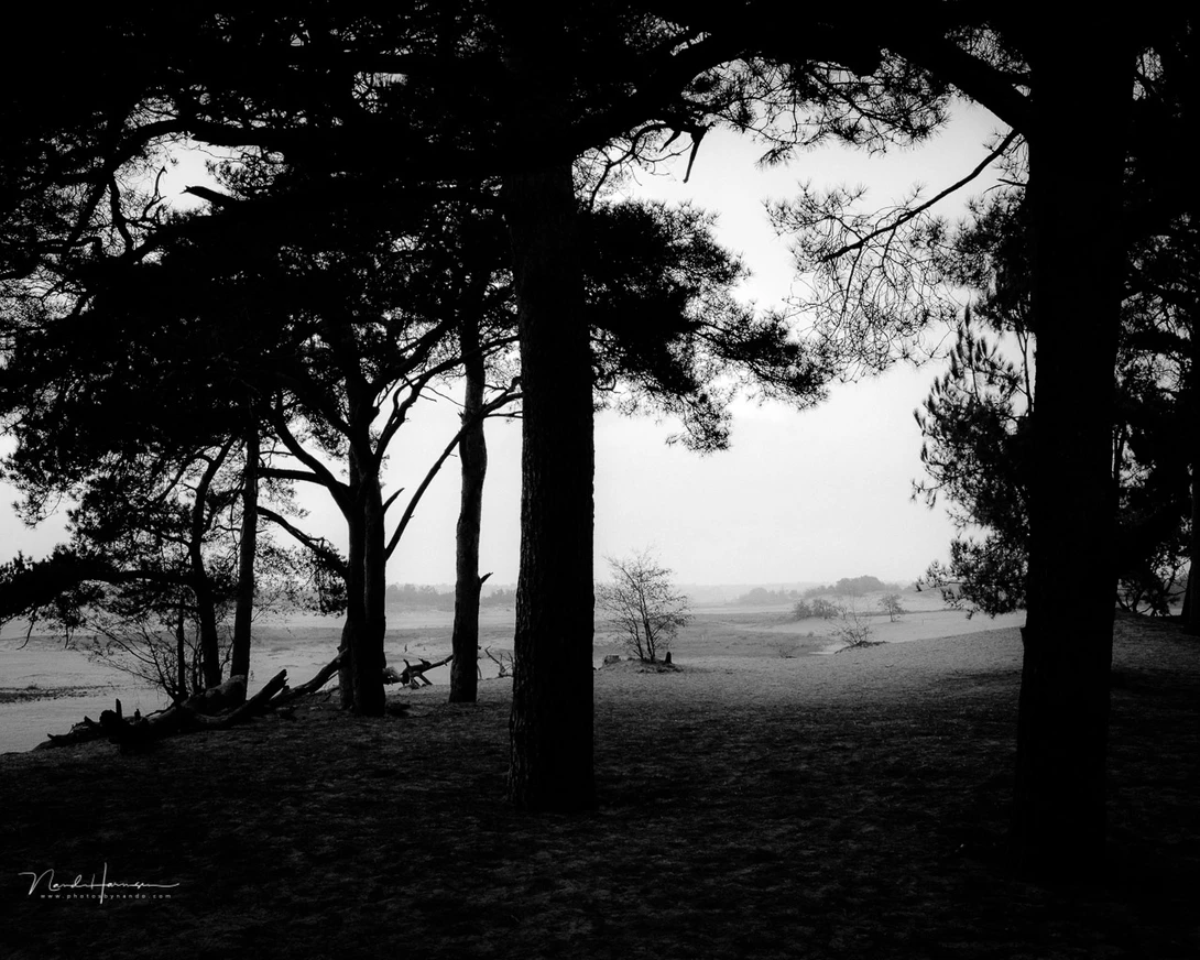 Black and white can be very powerful during an overcast sky. These dunes are boring to photograph in general, but by adding the silhouettes of the trees it becomes much more interesting.