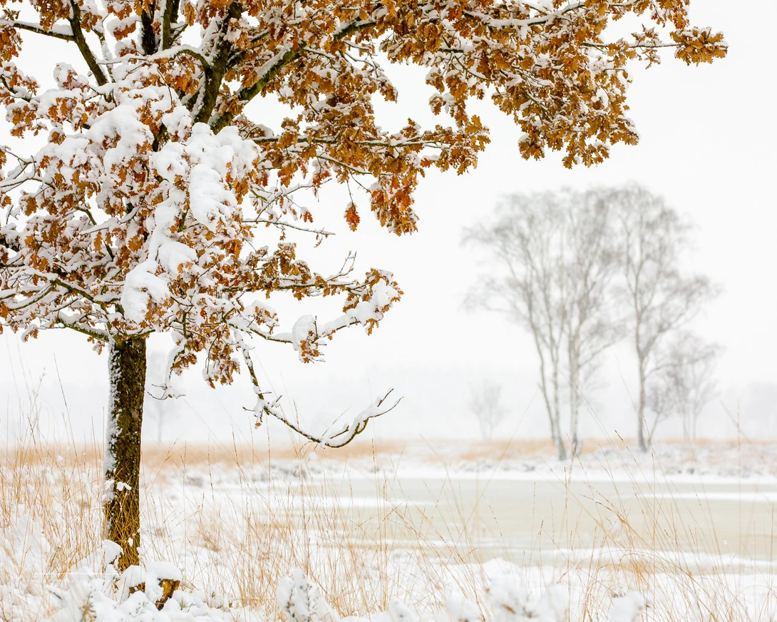 A boring white sky, filled with snow. I added a foreground subject to fill that white sky without leaving it out completely.&nbsp;