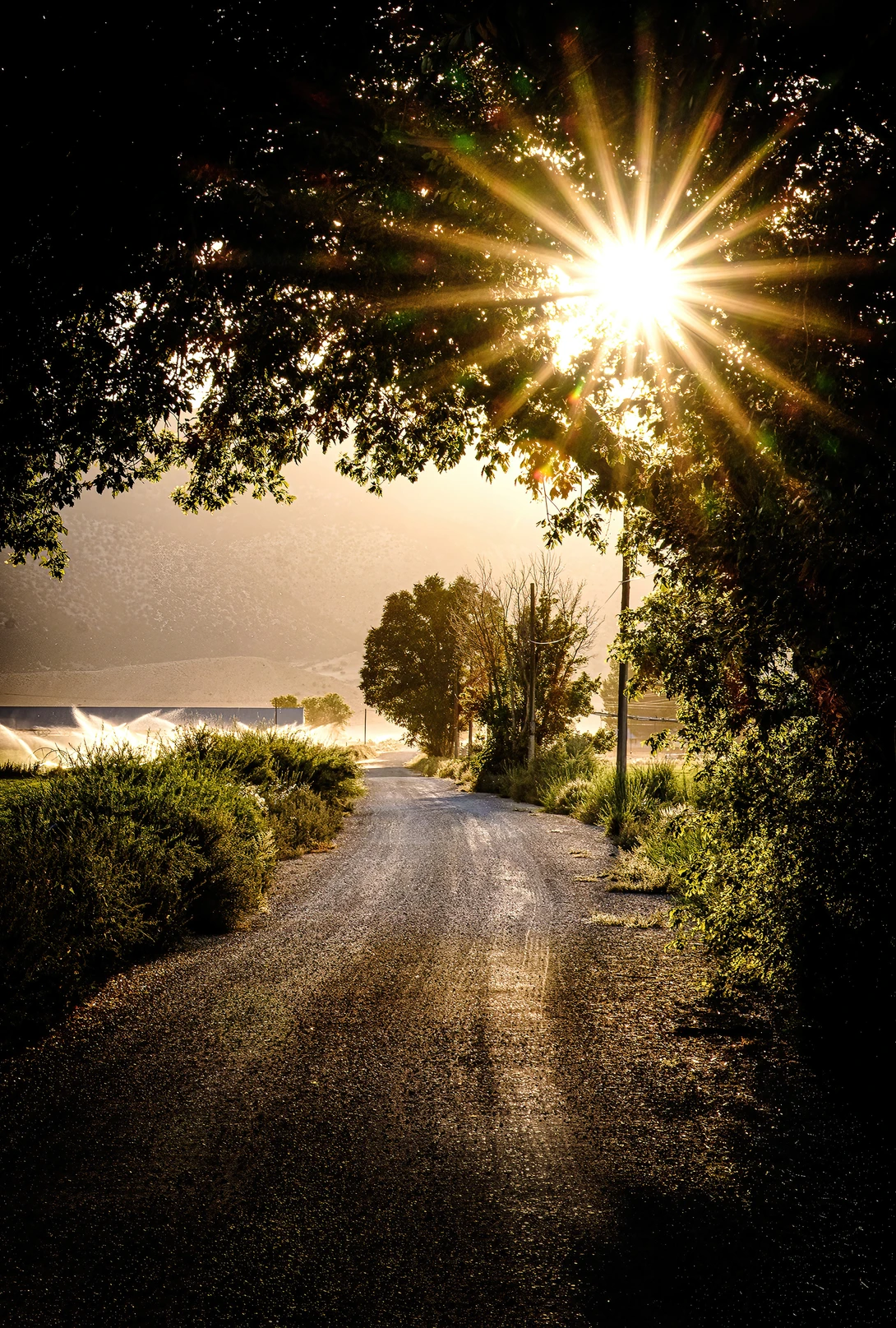 Sun blazing through tree canopy above a dirt road lined with vegetation and water visible beyond.