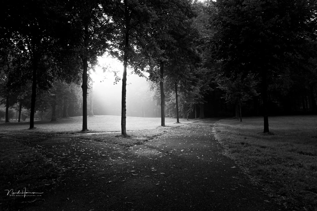 A nearby park in the Netherlands, with amazing light. If this was a photo that didn't work with colors, removing those colors wouldn't change that.