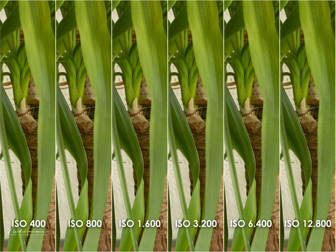 A simple ISO performance testA simple ISO performance test. The examples are a 100% crop from the image.