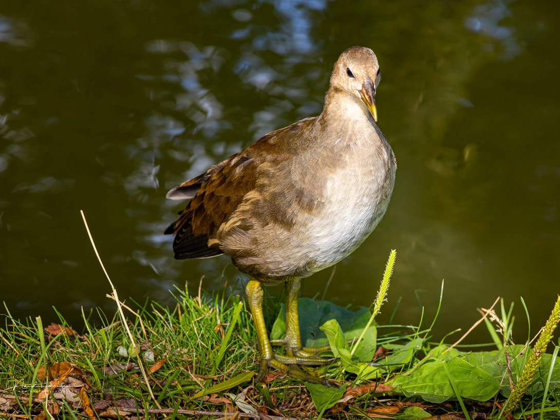 Just take the lens with you. The weight and size makes it easy. The focal length is ideal for bird photography, and many other kinds of subjects (EOS R5 + RF100-400 at 400mm, ISO800, f/11, 1/125s)