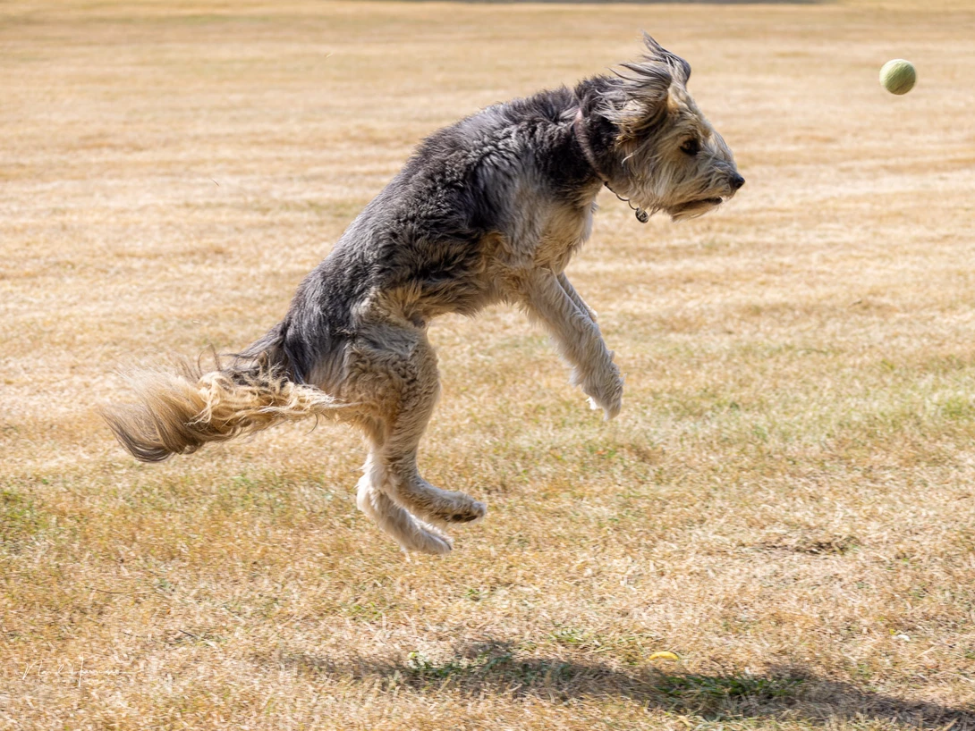 The small maximum aperture makes the use of high ISO values more common if a fast shutterspeed is important