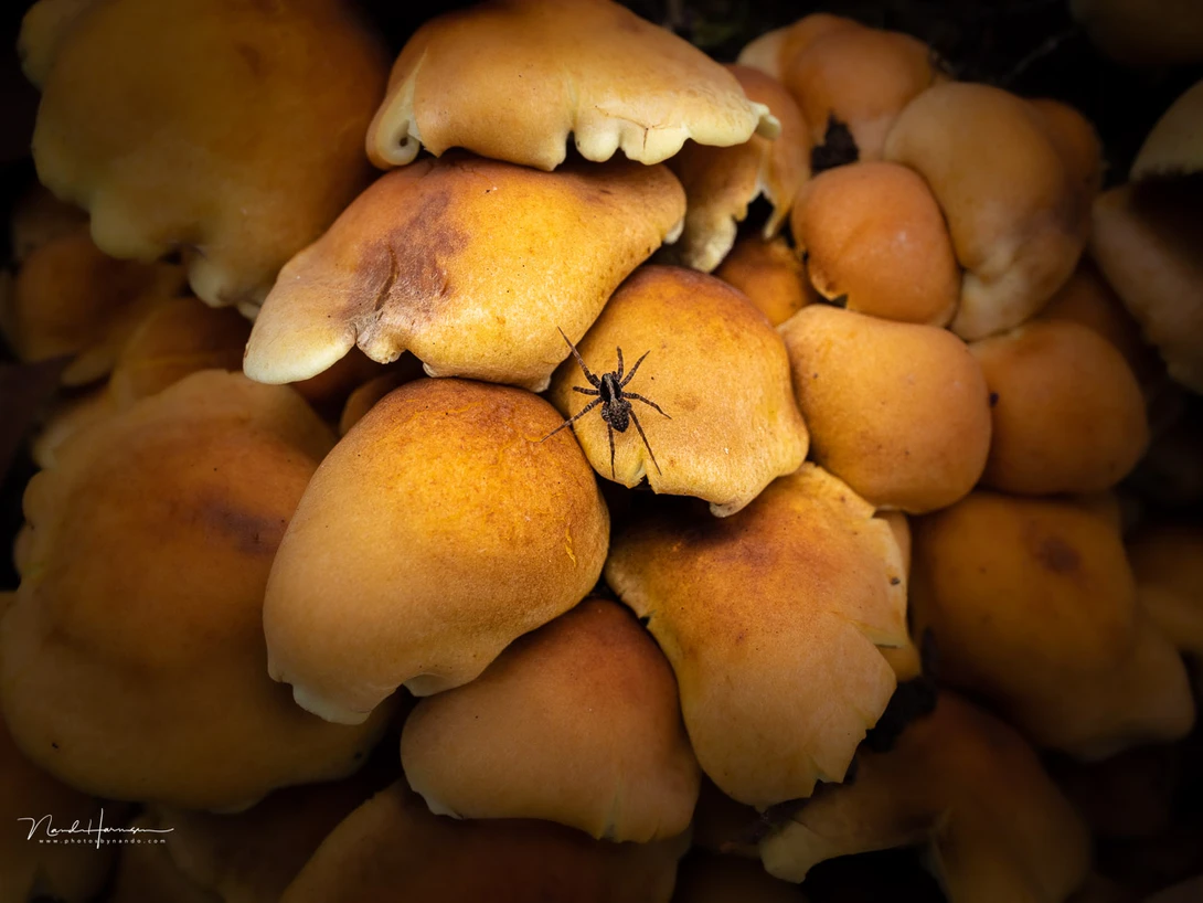 Using macro with the RF 24mm works well.