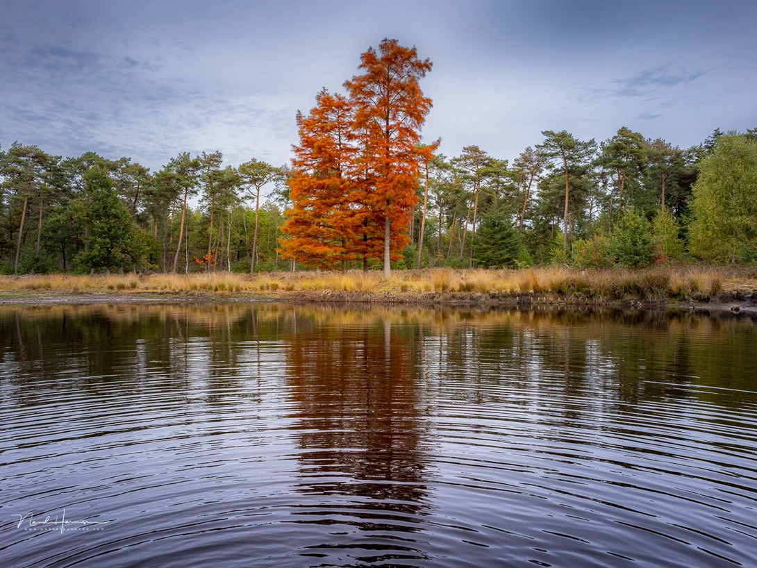 I find the 24mm focal length ideal for most wide angle landscape photography. The size and weight makes it no problem to take the camera with you on every stol with the dog.