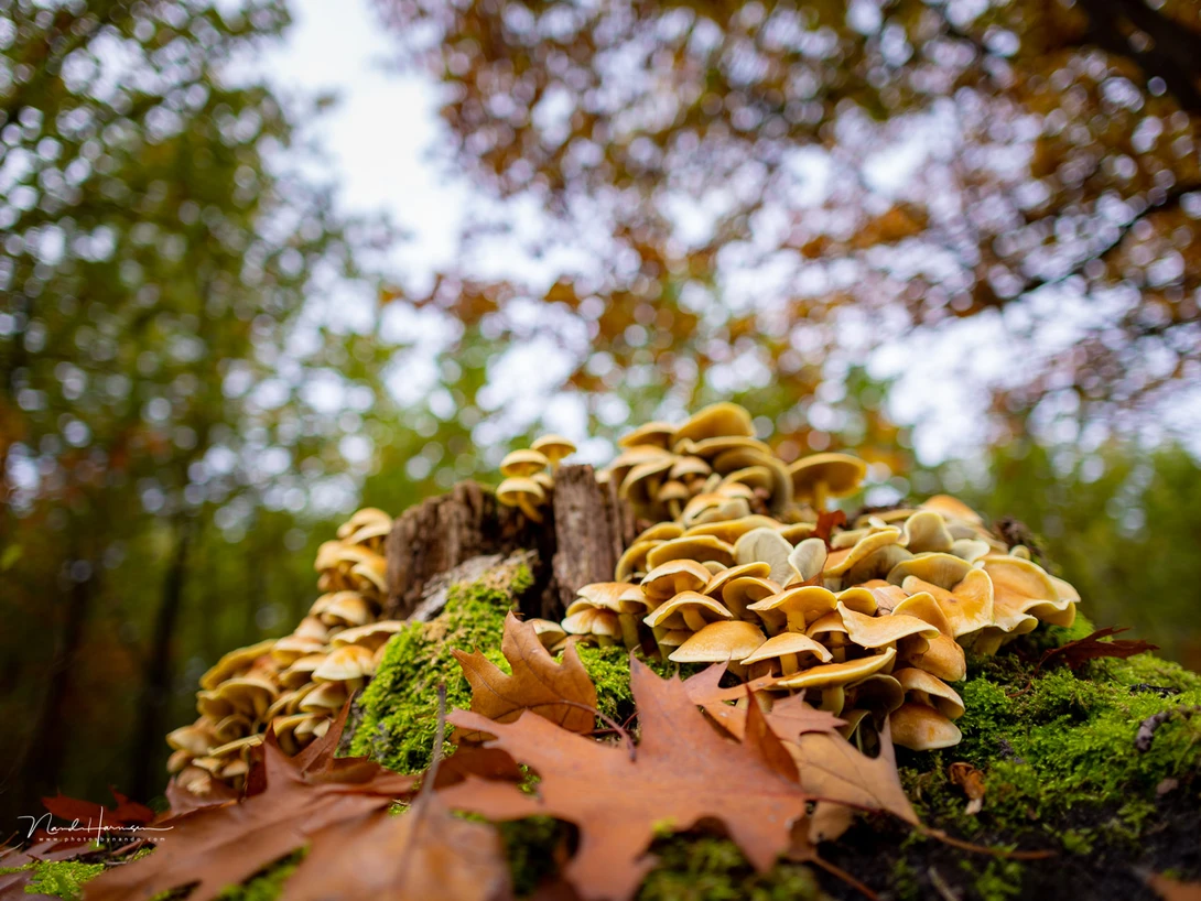 The shallow depth of field in combination with the macro capabilities works well. There is nothing to worry about concerning lack of sharpness at the corners this way.