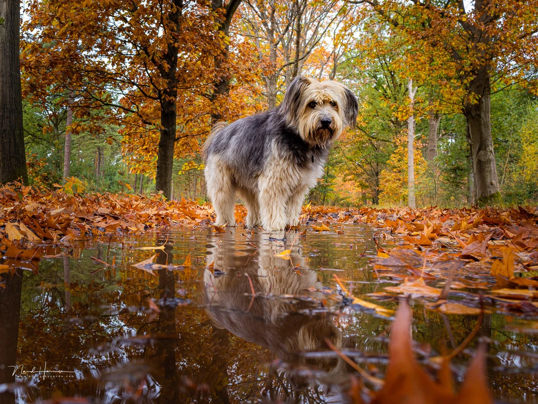 Our dog Bruc as a model. Shot with the RF 24mm and an aperture of f/7.1