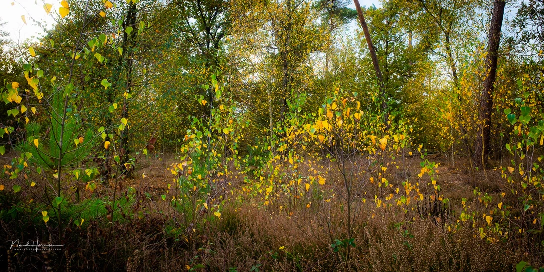 Although the Mist Black 1/4 filter is nice for landscapes, but a polarization filter would be a great addition to the filter line up.