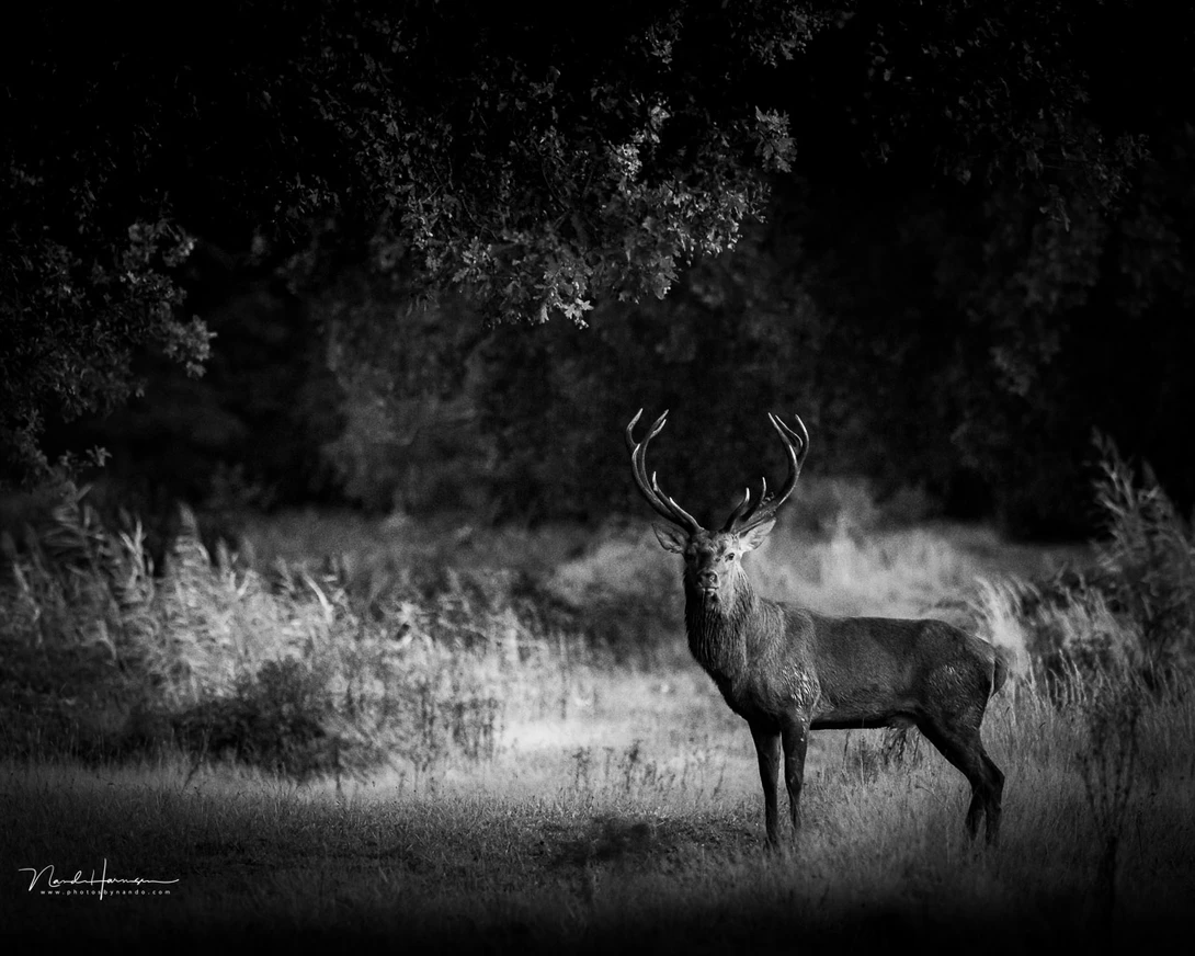 It was dark when I got a change to take an image of this deer. I needed ISO 12,800 on a Canon EOS R5. There is a lot of noise present when viewed at 100% magnification. I wonder how it will look when printed. That's something I's going to find out. For we