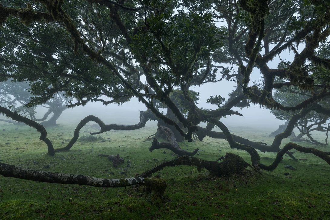 Fanal Forest in Fog