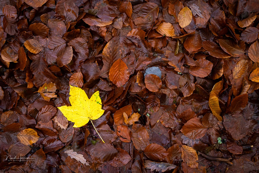 The yellow leave is the subject and attracts all the attention. The other leaves are the negative space in this composition.