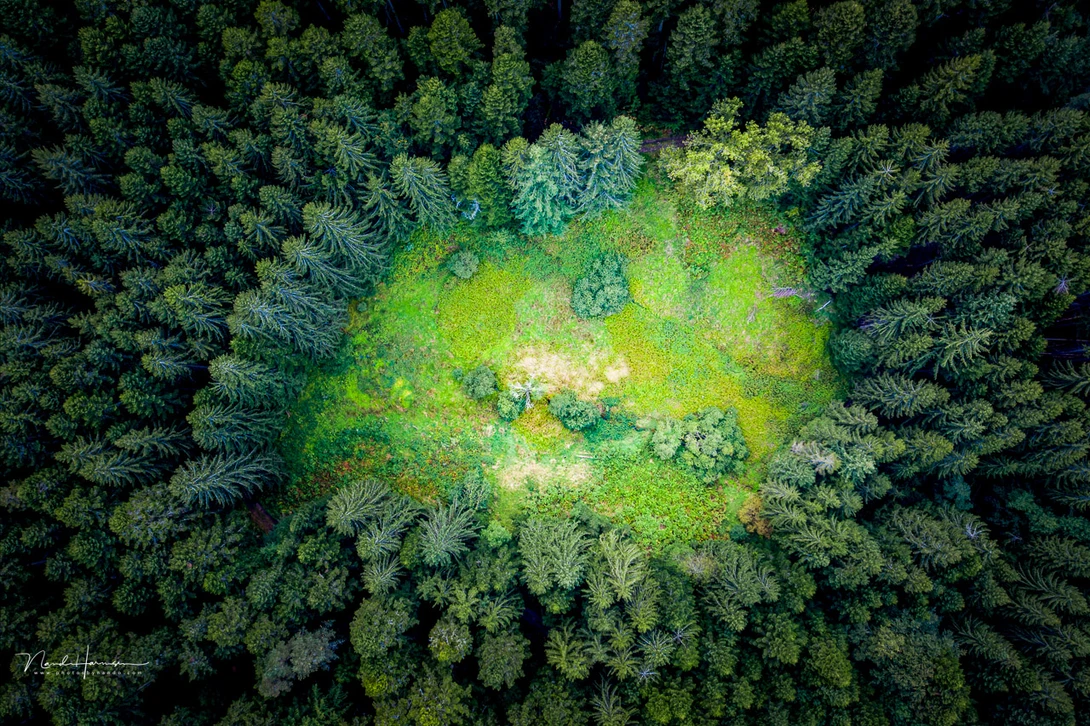 Try to find balance between positive and negative space. Ironically, in this image the open spot in the forest is the positive space, while the trees form the negative space.
