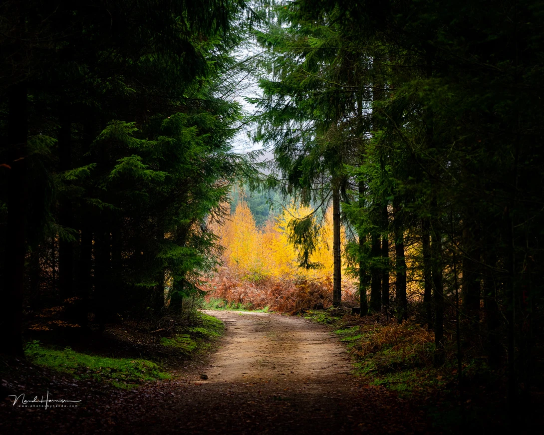The end of the path is the point of attention, and can be considered the positive space in this image. The forest itself is the negative space.