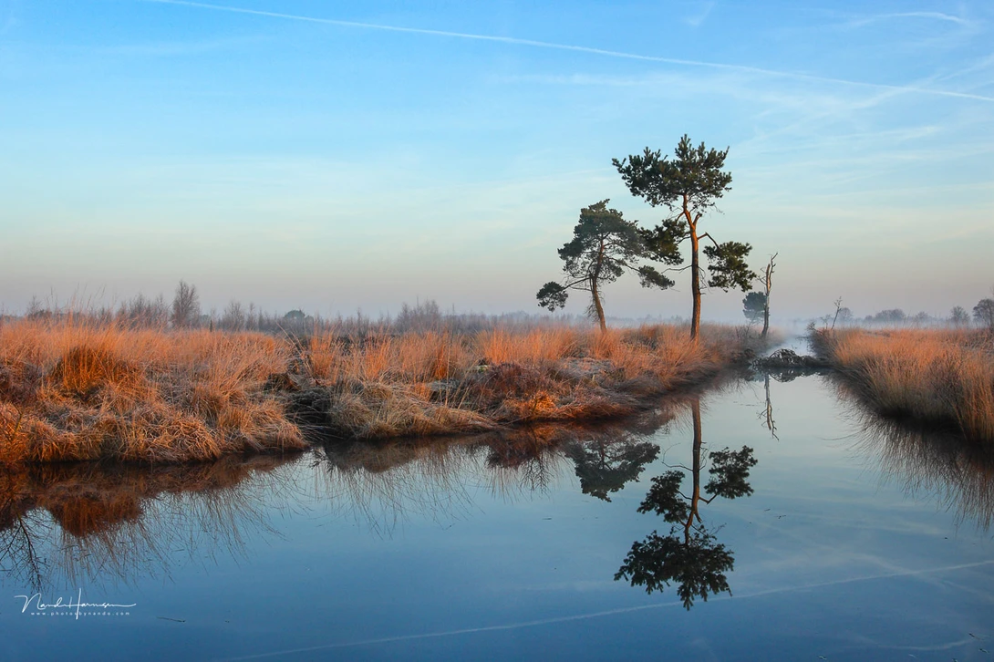 There is a clear positive space in this image, the tree and the land. All other is considered negative space.