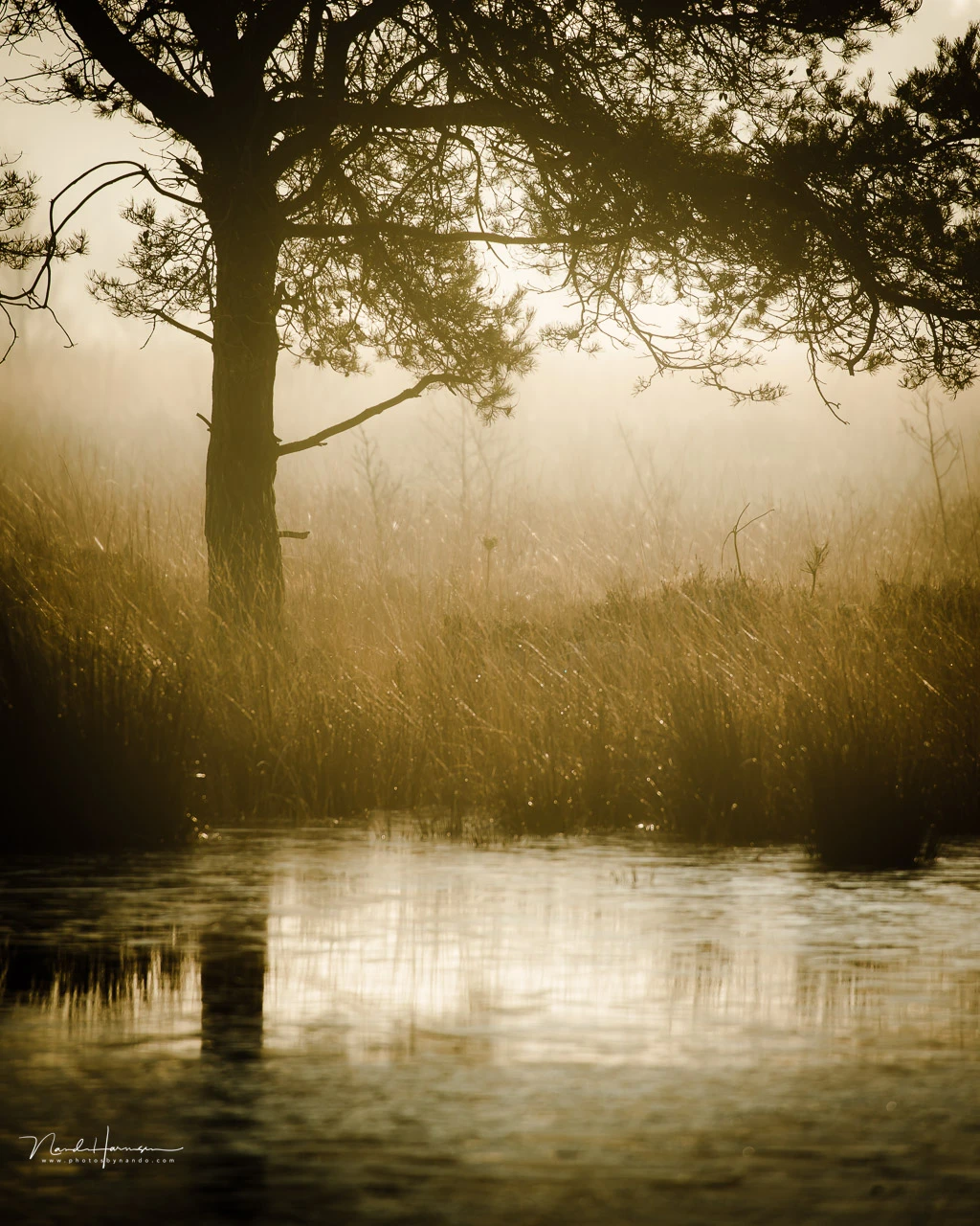 The tree is the subject. It attracts all attention thus it is the positive space in this image. The other parts are negative space, even though it contains objects.