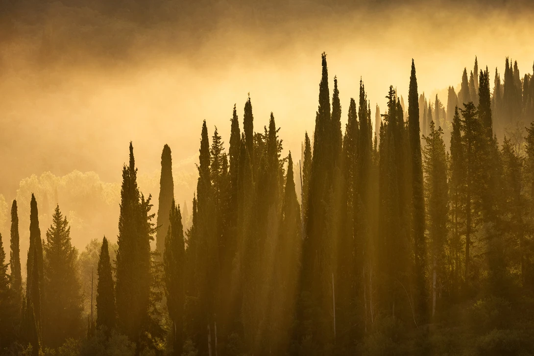 Cypress Haze Light Rays