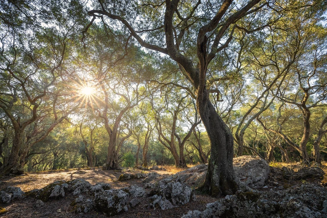 Olive Grove with Sun Star