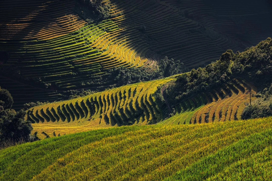 Sapa Rice Paddies Zoomed In