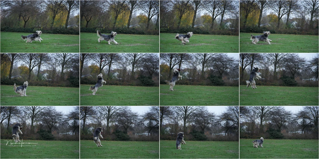This is the maximum speed for the Sony A7R V with the electronic shutter. It will reach only 8 frames per second if the settings are right. With the mechanical shutter 10 frames per second is possible.