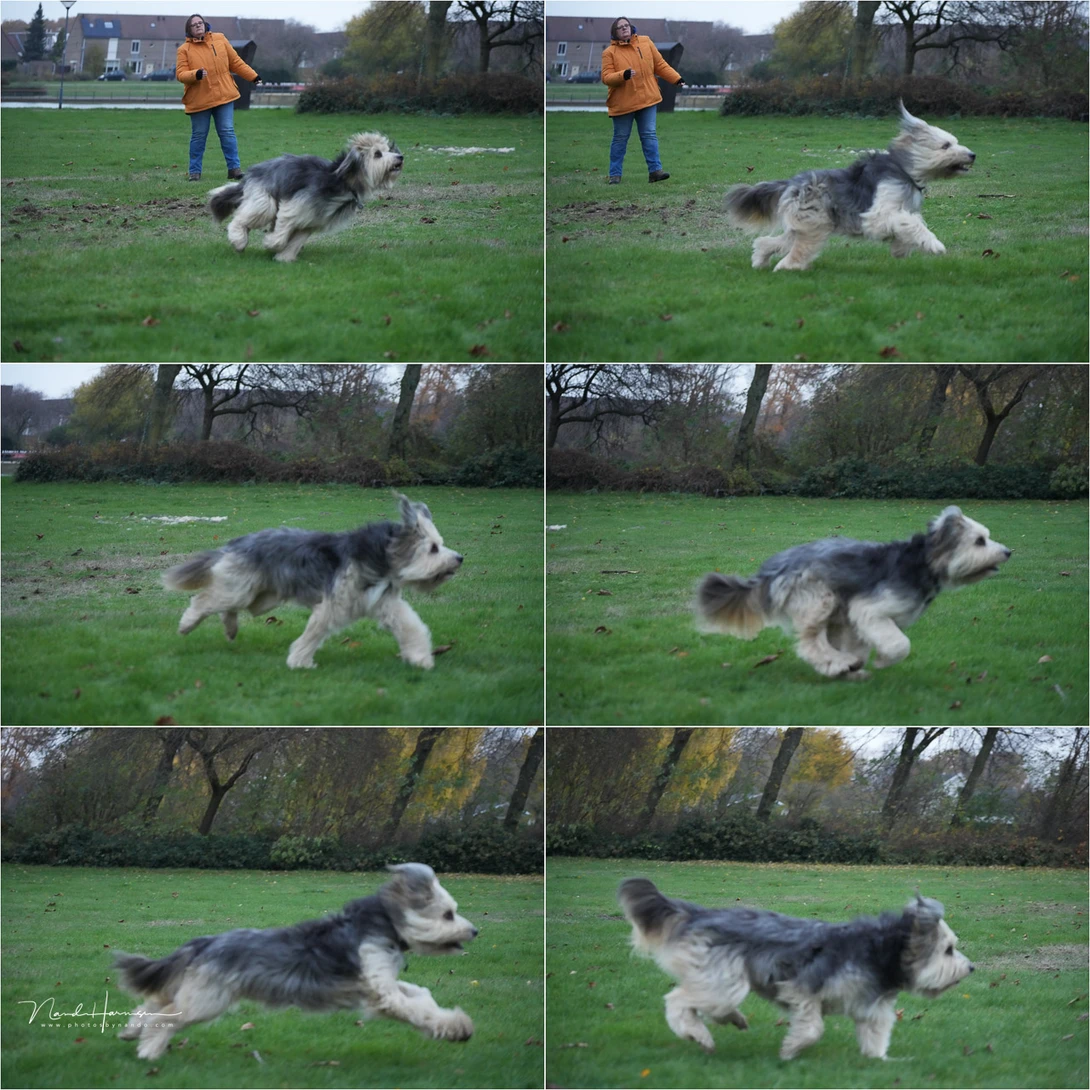 Although animal AF was activated, the camera preferred to focus on the person. After the person was out of frame, it failed to lock onto the dog. I was expecting a AI driven autofocus to be more, well, intelligent?