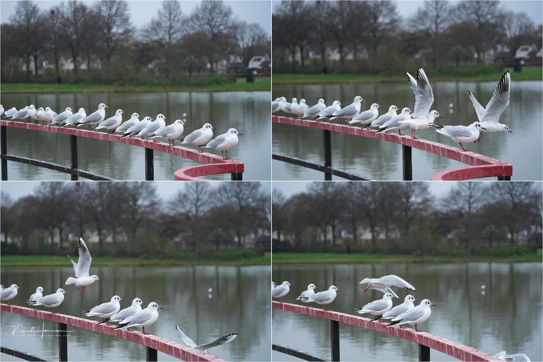 The birds were detected without problem. But you have to check which bird is chosen by the AI AF. It turns out to be the bird that is in the front.
