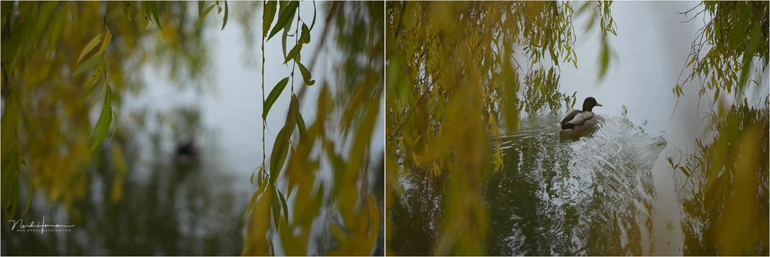 With bird AF activated, it didn't detect the bird at all. But it is a difficult situation, I must admit. Again, I would expect an AI driven autofocus to be able to figure this out. I had to switch to one point AF to focus on the duck.