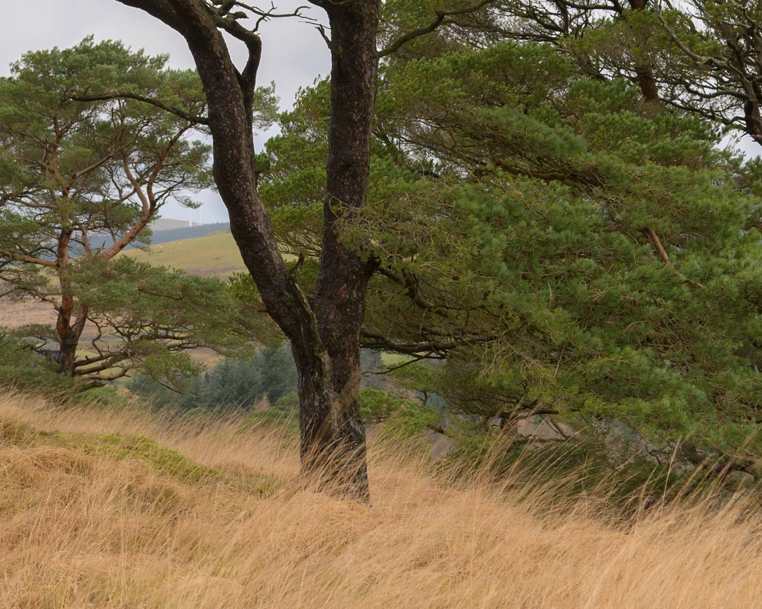 Gnarled pine tree with dark trunk and green foliage overlooking a grass-covered hillside and distant stream.
