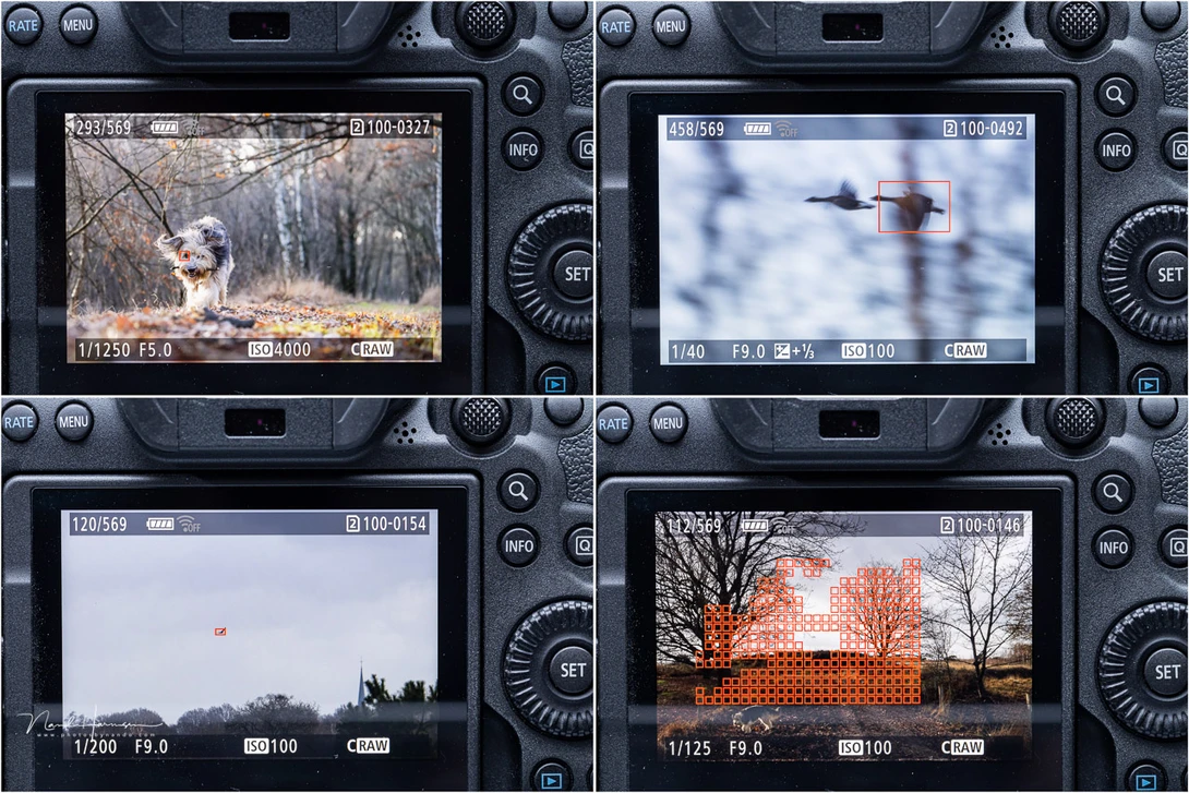 The autofocus can track all sorts of subjects and it does it very good.