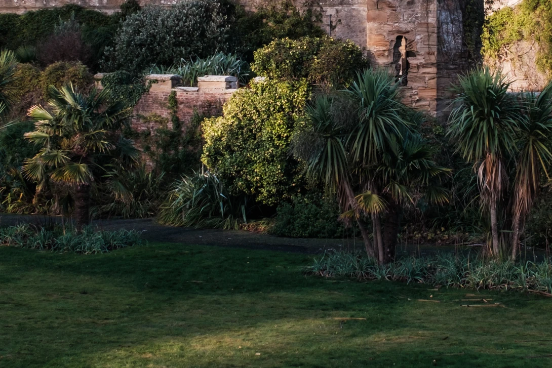 Sunlit garden with palm trees and ivy-covered stone building in background.