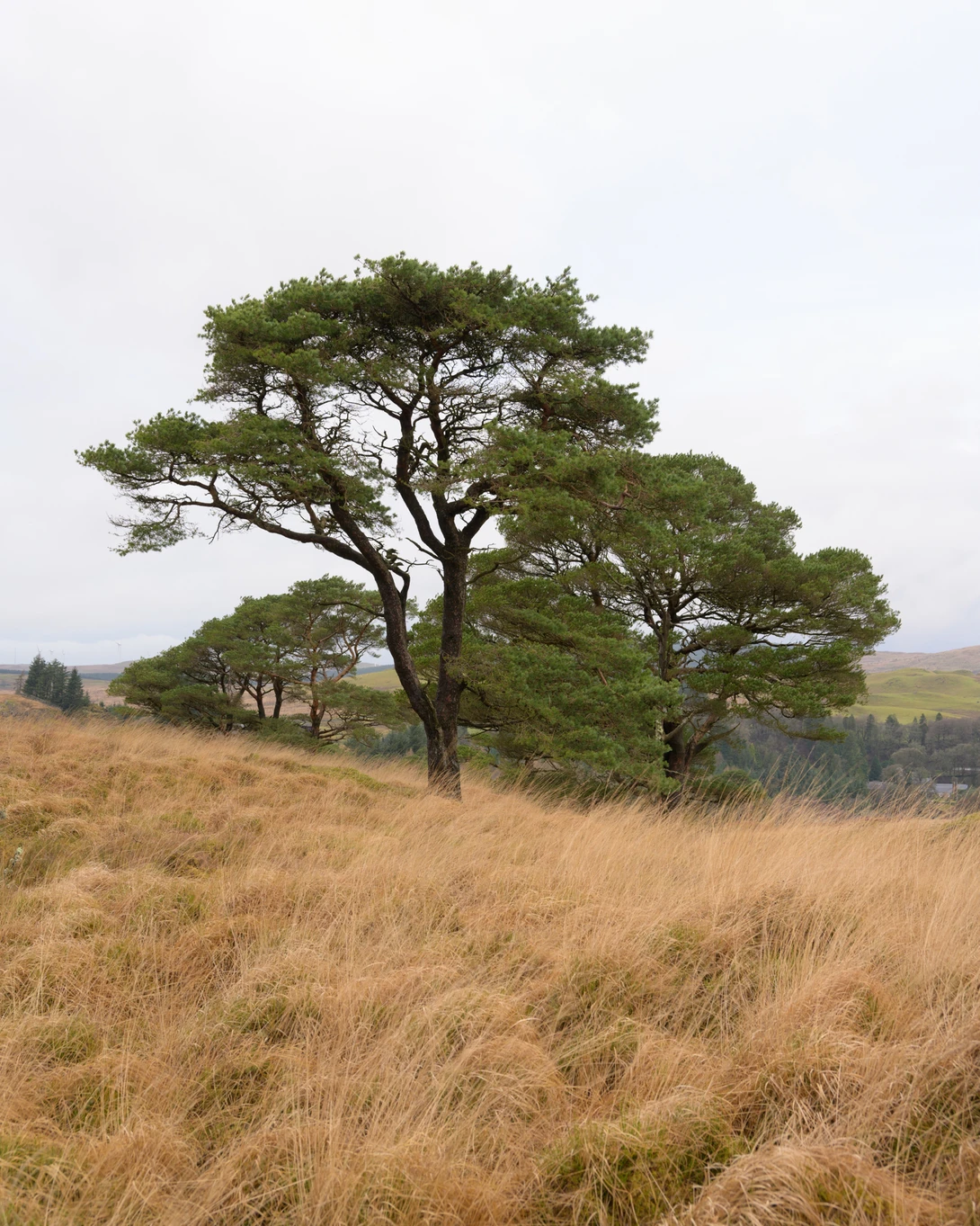 Large acacia tree with spreading canopy in savanna grassland under overcast sky.