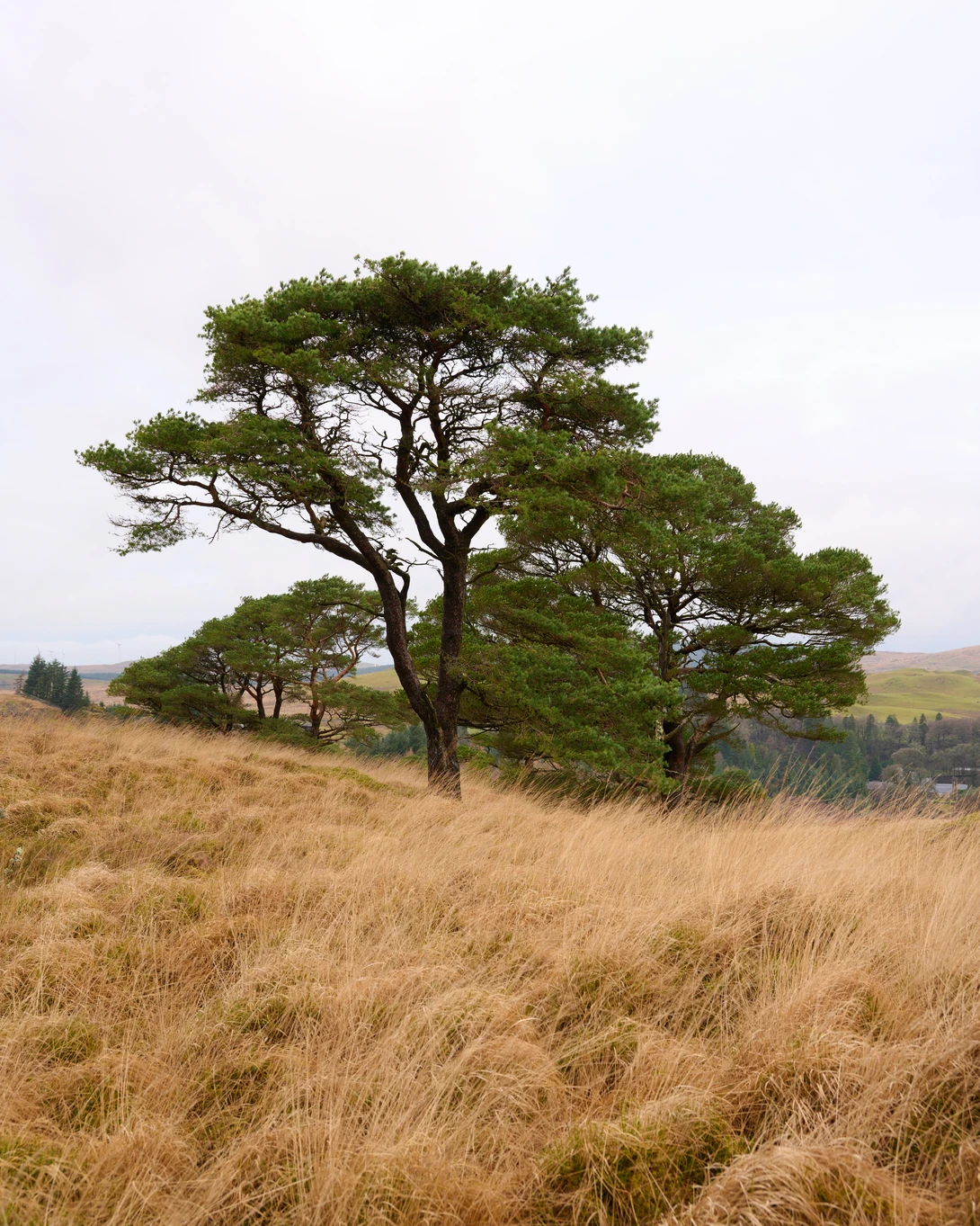 Large acacia tree with spreading canopy in dry grassland savanna landscape.