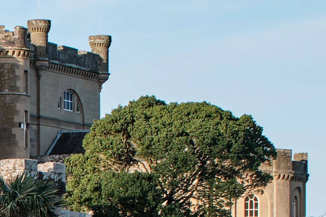 Castle towers with crenellations frame a large mature tree with dense green foliage against clear sky.