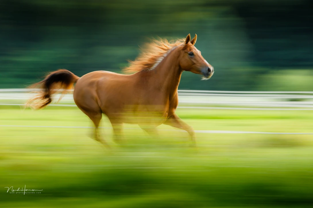 Using a slow shutter speed in combination with panning can produce great results. It's difficult, and requires a lot of practice.