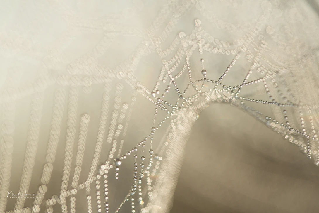 A shallow depth of field is easy achieved with macro photography. The bokeh of these small droplets are important for this photo.&nbsp;