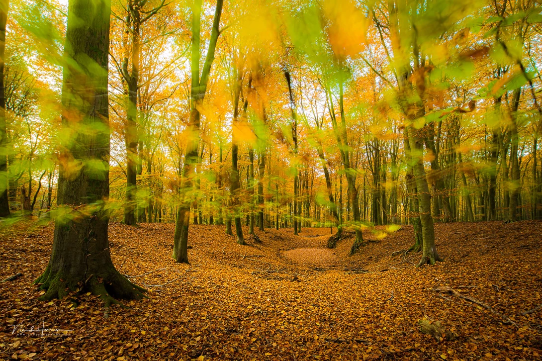 Intentional movement of branches with autumn leaves. It's a way to add blur to the photo