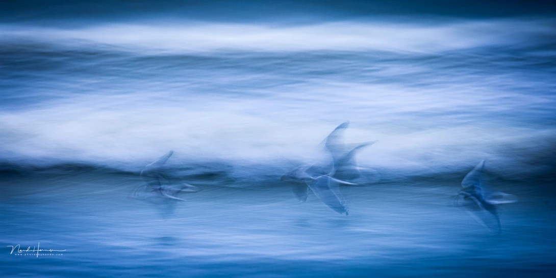 ICM Photography is quite challenging. I've been experimenting with this technique lately.&nbsp;