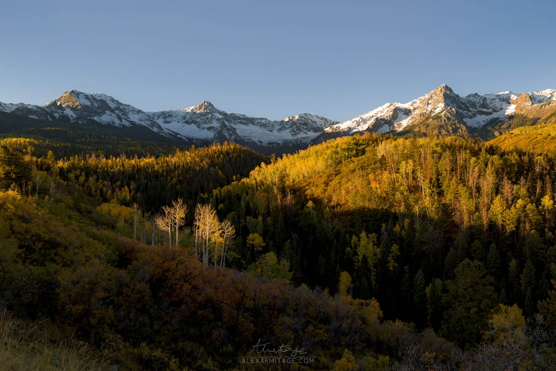 Snow-capped mountain peaks rise above a forest of golden larch trees in autumn.