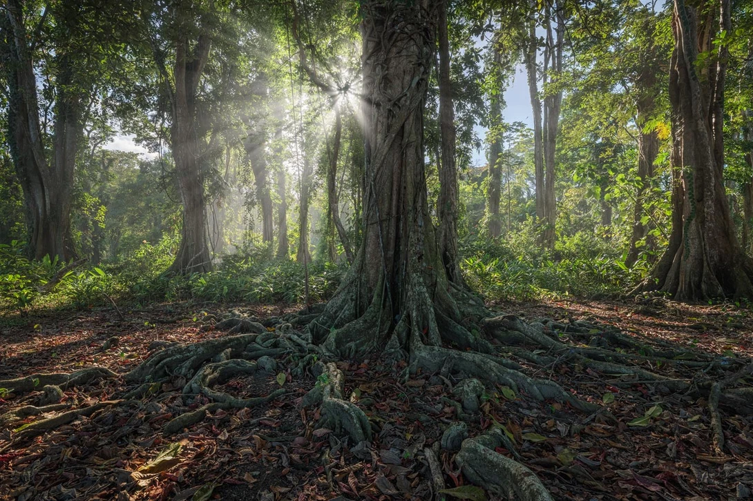 Coastal Forest Light