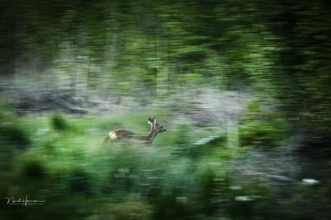 I didn't prepare the settings before this roe deer appeared. There was no time to check, or to change. That's why this photo is taken with a shutter speed of only 1/25 s and ISO 200.&nbsp;