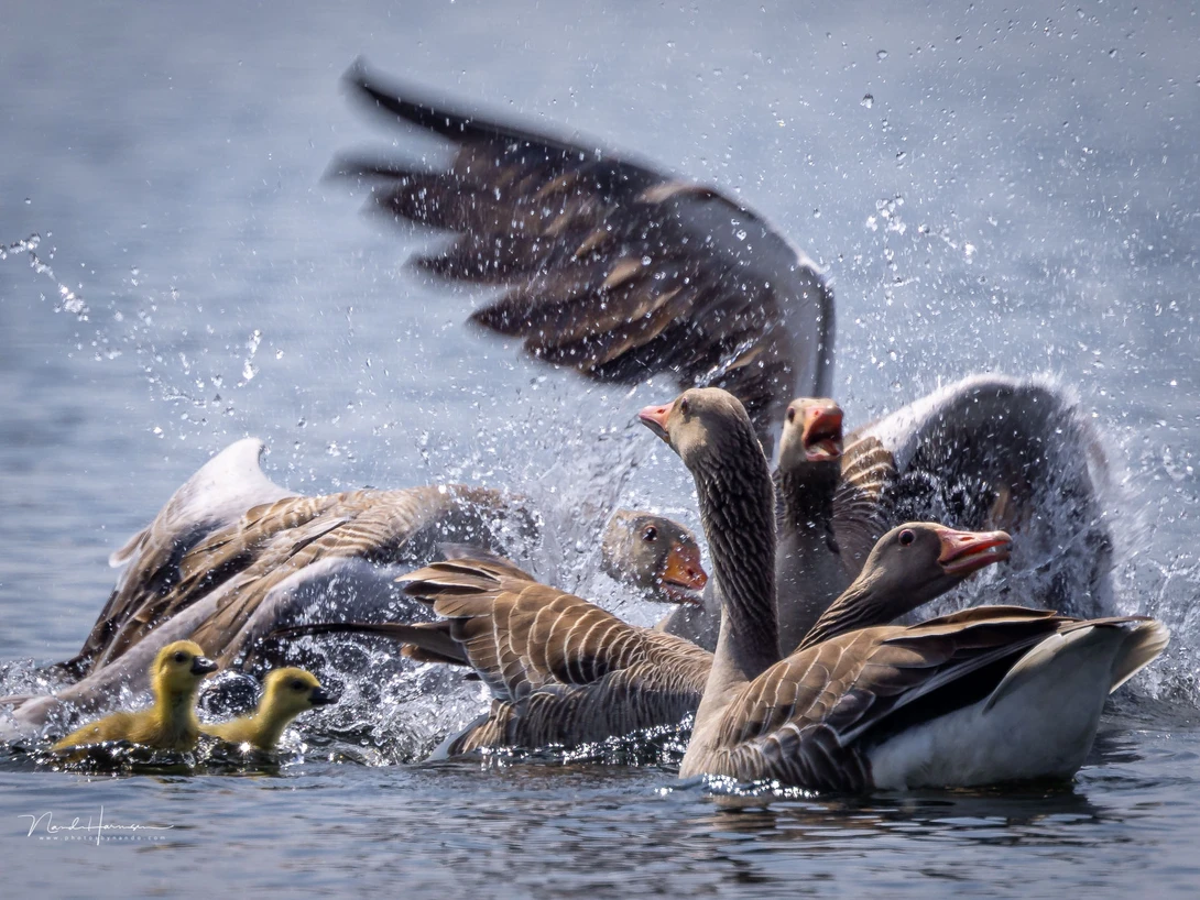 I knew something was going to happen. So I was prepared. I checked settings, corrected any faulty ones, and could capture this argument between members of this happy family of graylag geese.