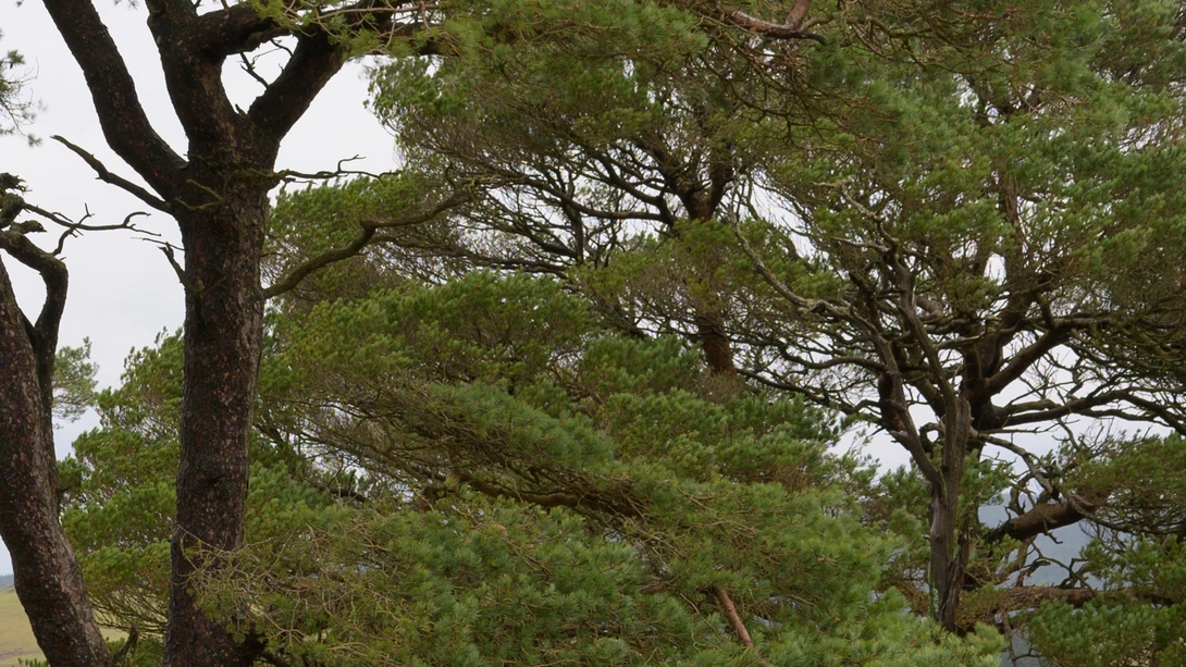 Mature pine and deciduous trees with thick trunks and sprawling canopies in overcast daylight.