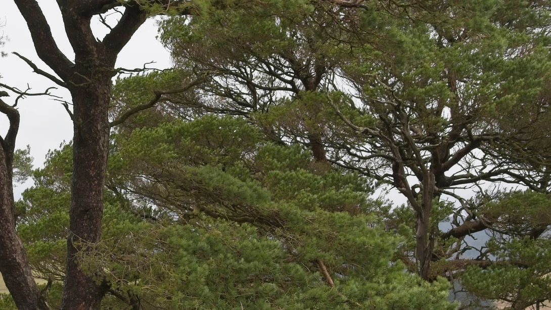 Ancient pine trees with thick trunks and sprawling branches creating a dense canopy overhead.