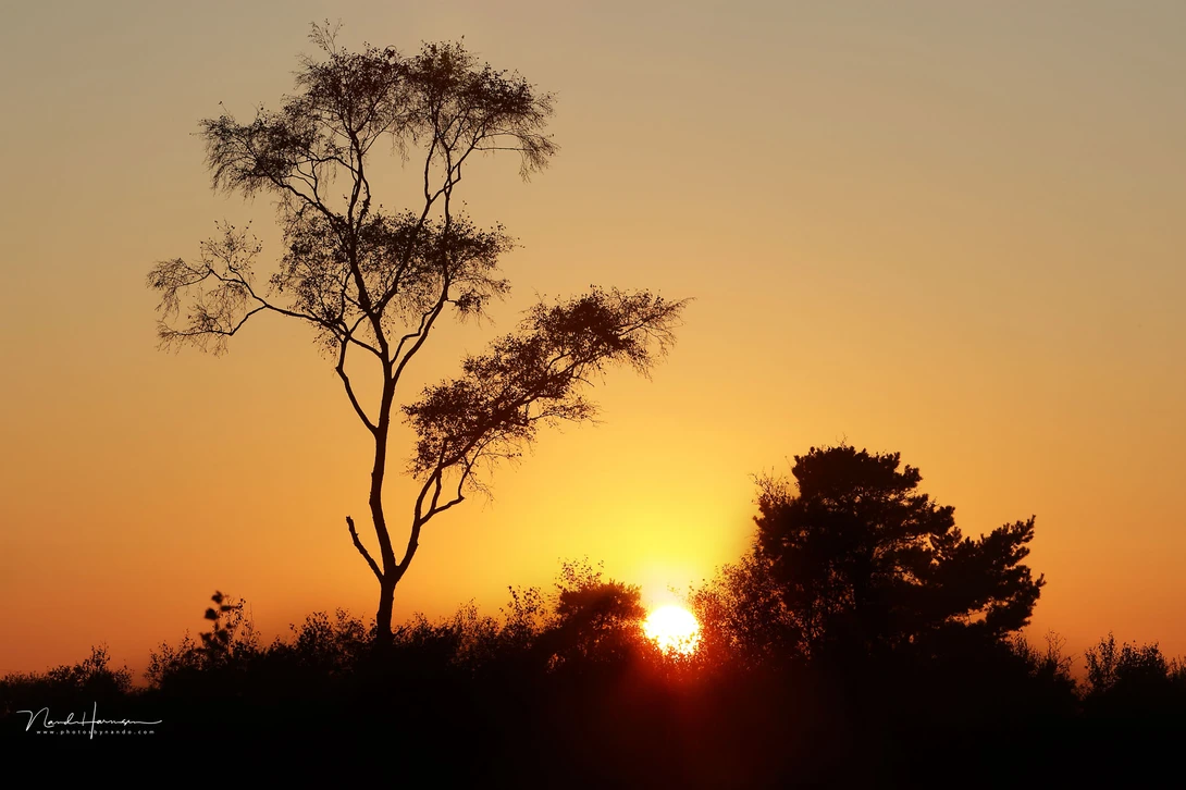 The tree allows the horizon to be at the lower end of the photo.