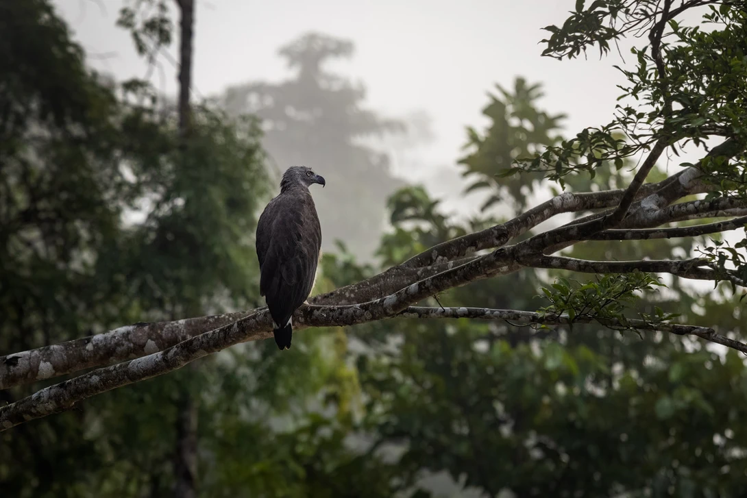 Eagle