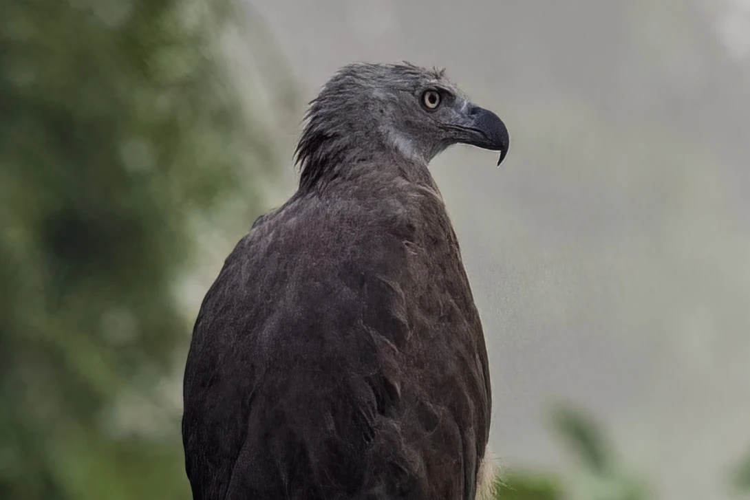 Eagle Crop After